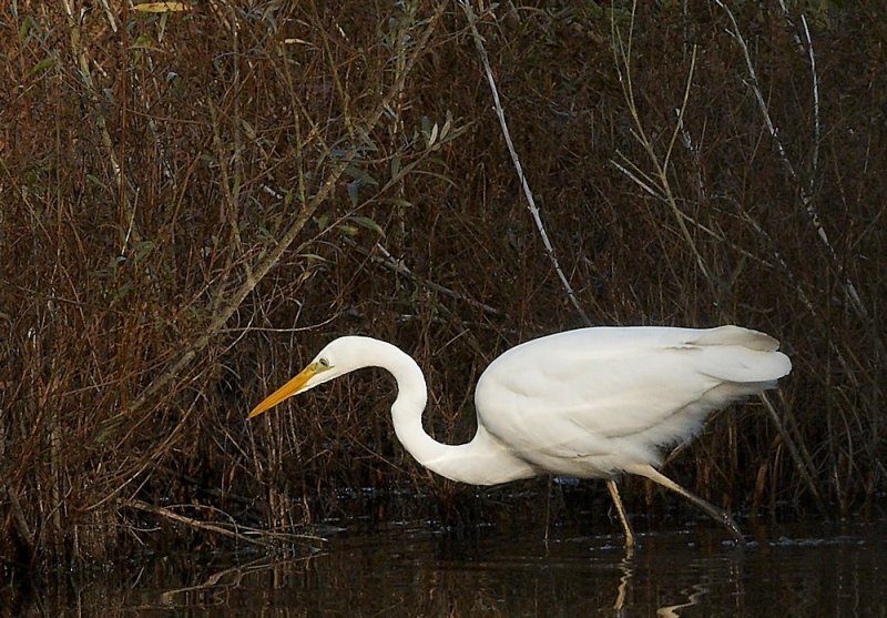 Grote zilverreiger-Great White Egret