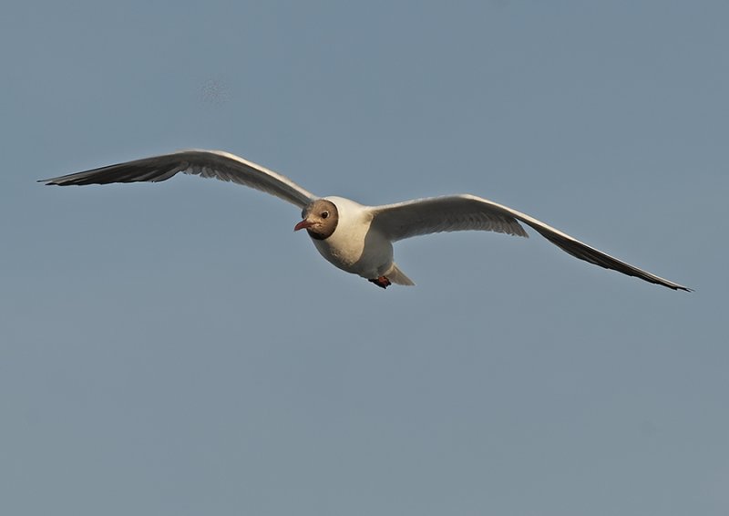 Kokmeeuw - Black Headed Gull