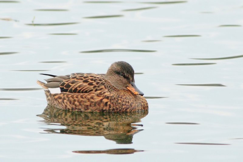 Krakeend - Gadwall