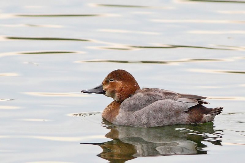 Tafeleend- Common Pochard