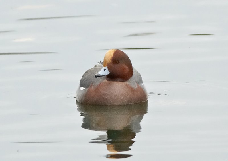 Smient - Eurasian Wigeon