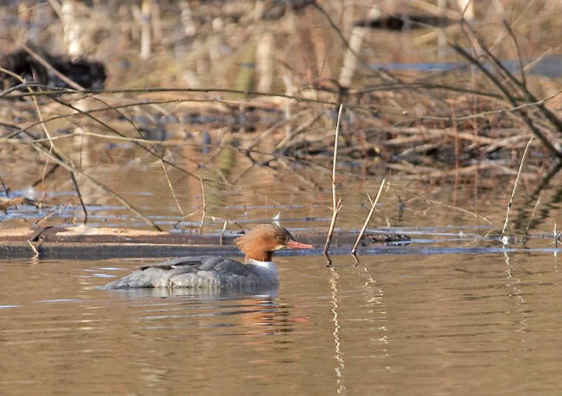 Grote zaagbek - Goosander