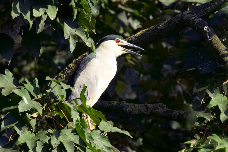 Kwak - Night Heron