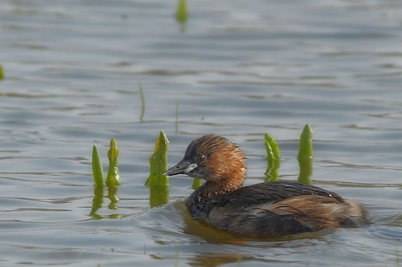 Dodaars - Little Grebe
