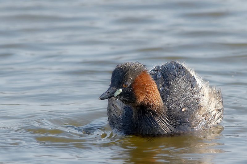 Dodaars - Little Grebe