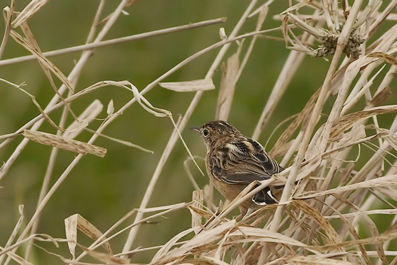Graszanger -Zitting Cisticola