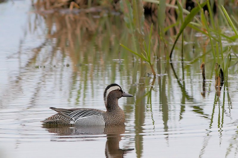 Zomertaling - Garganey