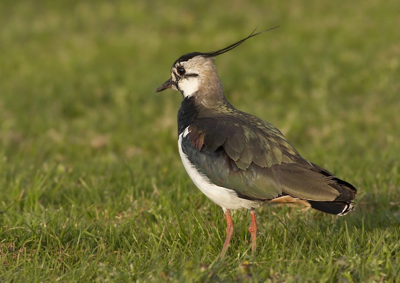 Kievit - Lapwing