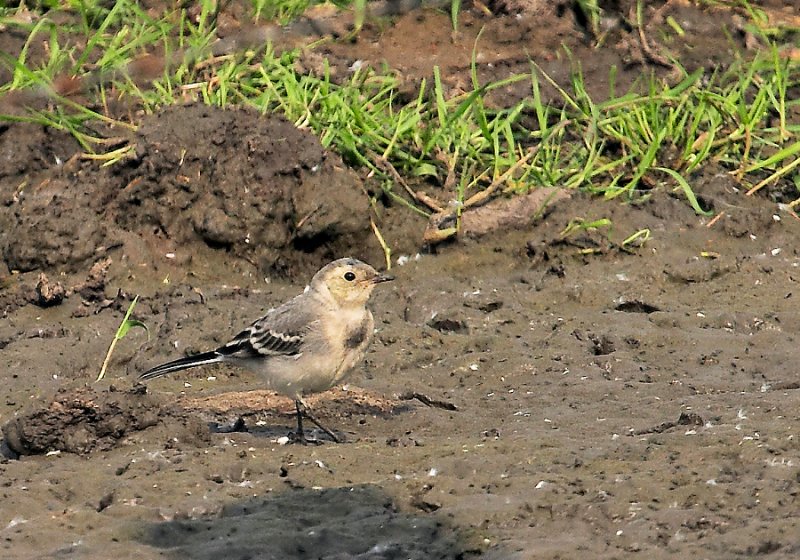 Witte Kwikstaart - Pied Wagtail