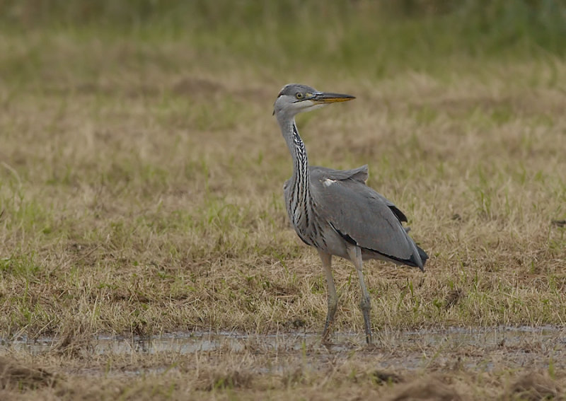 Blauwe reiger - Grey Heron