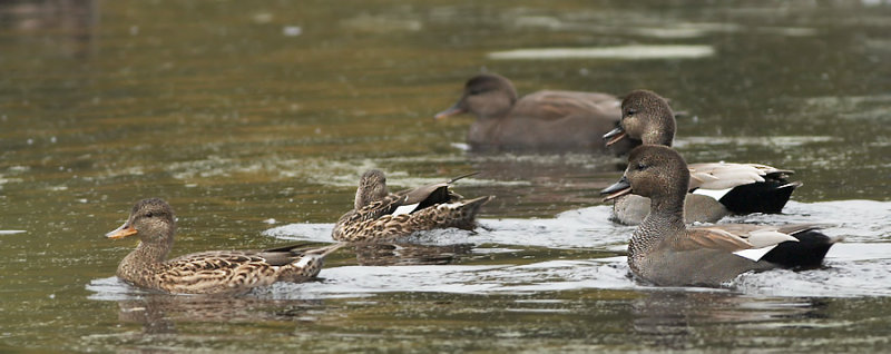 Krakeend - Gadwall