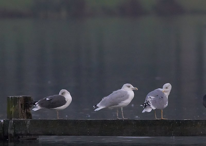 Meeuwen -Gulls