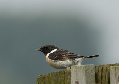 Roodborsttapuit  - Common Stonechat