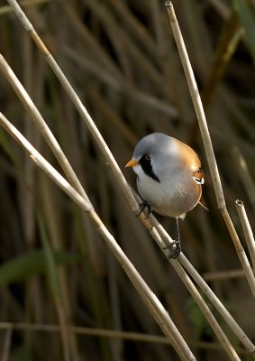 Baardmannetje - Bearded Tit