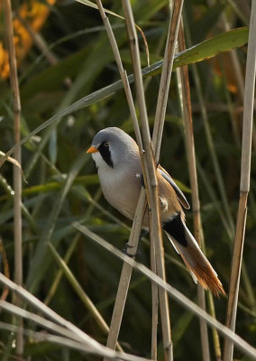 Baardmannetje - Bearded Tit