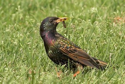 Spreeuw - Starling