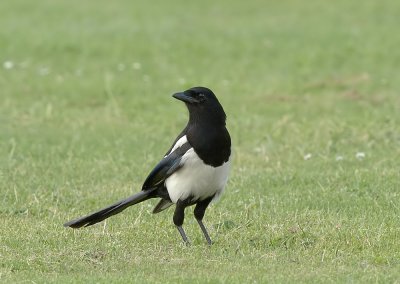 Ekster