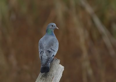 Holenduif - Stock Dove