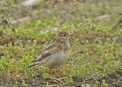 Veldleeuwerik - Skylark