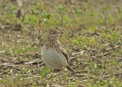 Veldleeuwerik - Skylark