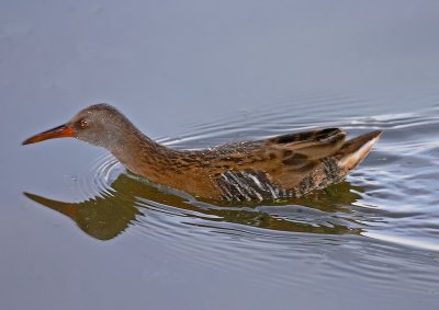 Waterral
