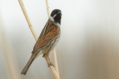 GORZEN  - BUNTINGS