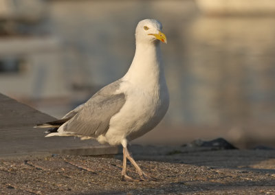 Zilvermeeuw - Herring Gull