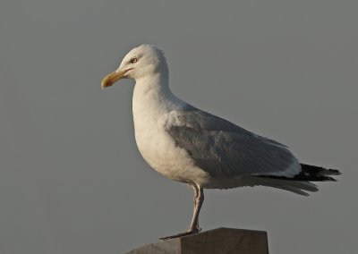 Zilvermeeuw - Herring Gull