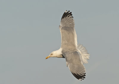 Zilvermeeuw - Herring Gull