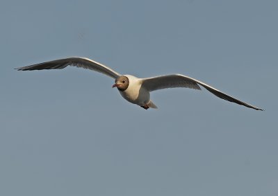 Kokmeeuw - Black Headed Gull