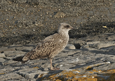 Kleine Mantelmeeuw - Lesser Black-backed Gull