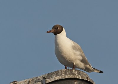 Kokmeeuw - Black Headed Gull
