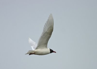 Zwartkopmeeuw-Mediterranean Gull