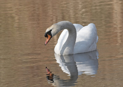 Knobbelzwaan - Mute Swan