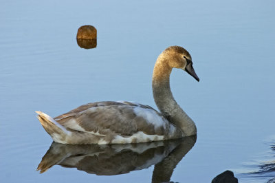 Knobbelzwaan - Mute Swan