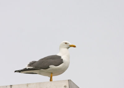 Kleine Mantelmeeuw - Lesser Black-backed Gull