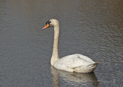 Knobbelzwaan - Mute Swan