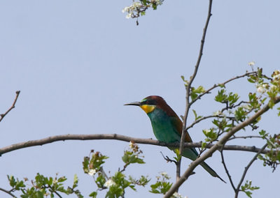 Bijeneter - European Bee-eater