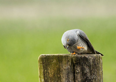 Koekoek - Common Cuckoo