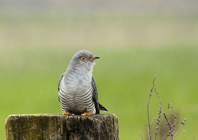 Koekoek - Common Cuckoo