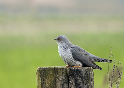 Koekoek - Common Cuckoo