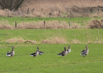 Grauwe gans - Greylag  Goose