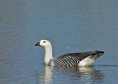 Maghelaengans - Upland Goose