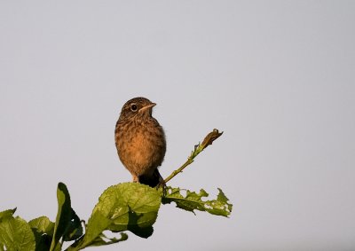 Roodborsttapuit  - Common Stonechat