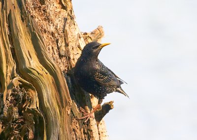 Spreeuw - Starling