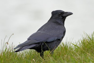 Zwarte -Kraai - Carrion Crow