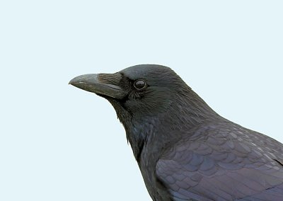 Zwarte -Kraai - Carrion Crow