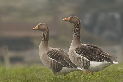 Grauwe gans - Greylag Goose