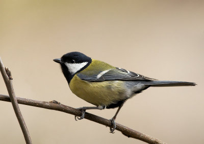 Koolmees - Great Tit