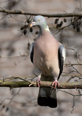 Houtduif  - Wood Pigeon